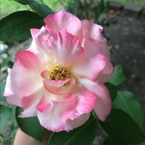 Meet your Posher, Brandie